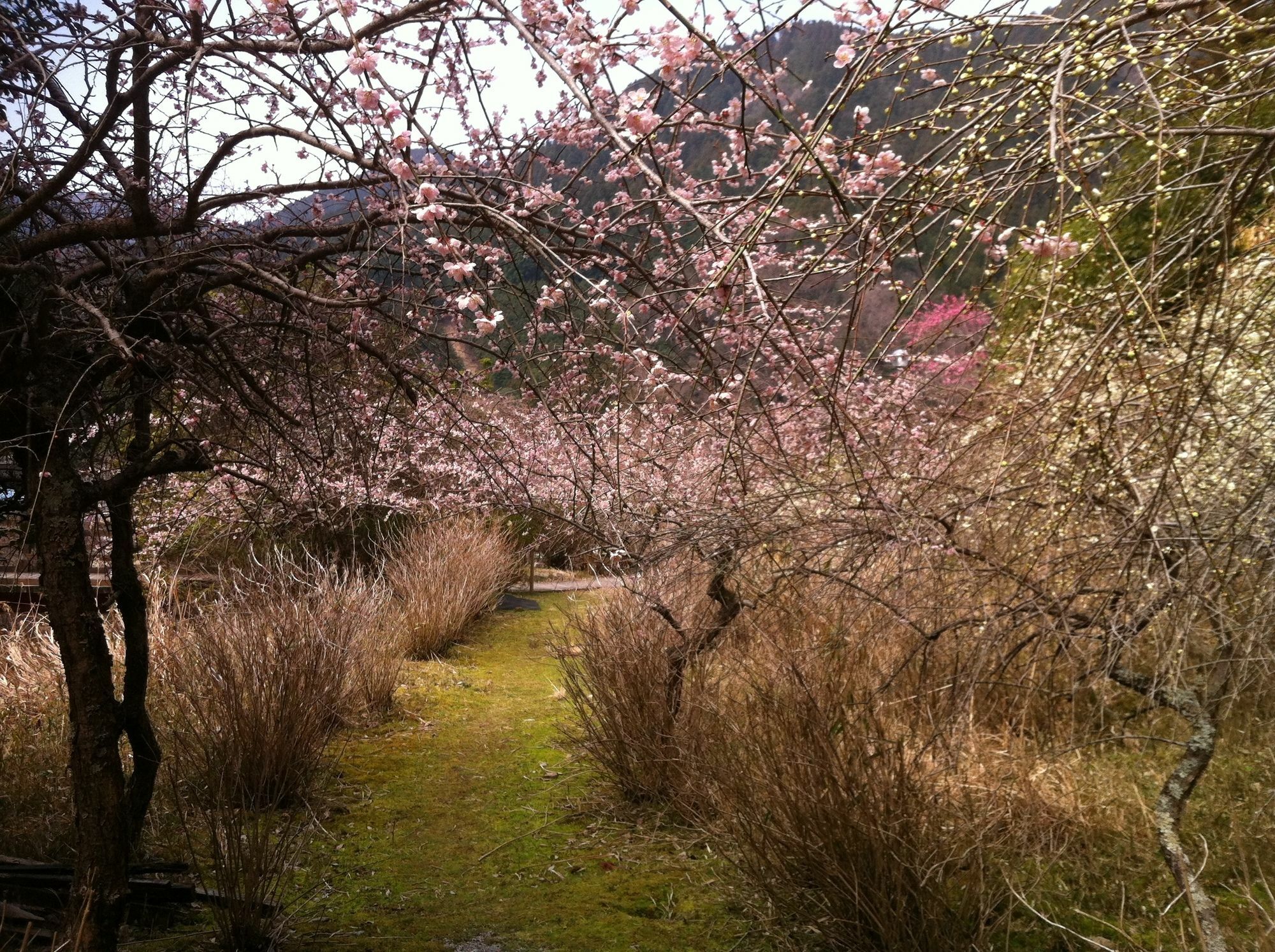 צו Hinotani Onsen Misugi Resort מראה חיצוני תמונה